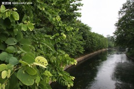 小河流水