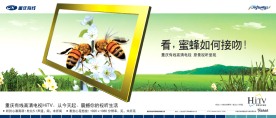 高清数字电视HiTV蜜蜂篇
