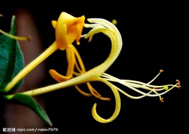 金银花