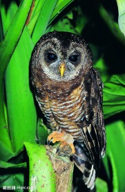 猫头鹰
