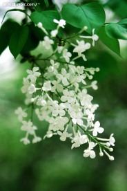 白色丁香花