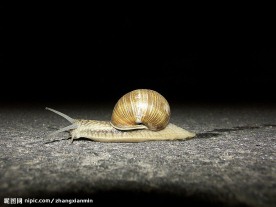 蜗牛