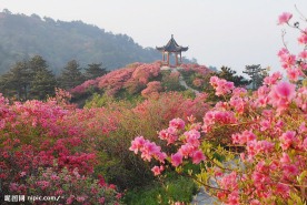 杜鹃花