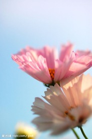 清新粉色花特写