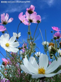 格桑花