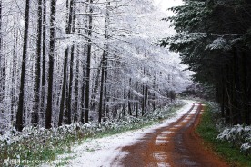 雪原