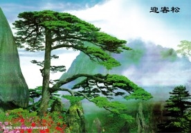 迎客松（合层）