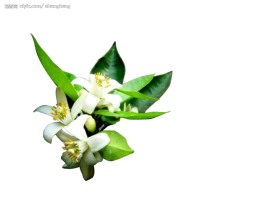 甜橙花