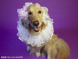 名犬
