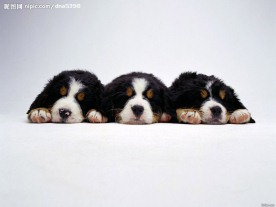 名犬