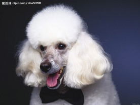 名犬