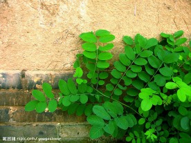 古墙绿叶