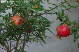 石榴