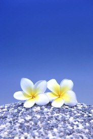 夏日气息