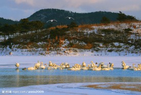 冬季天鹅湖