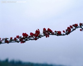 花枝