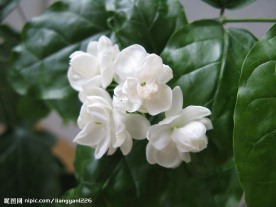 美丽的茉莉花