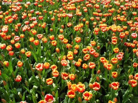 花花世界
