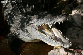 鳄鱼