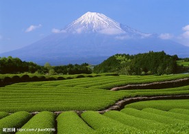 茶园风光