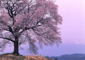 樱花烂漫