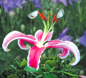 百合花