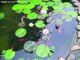 鲤鱼莲塘