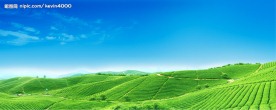 高清度 茶园 茶山