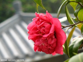 一枝独秀