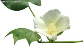 棉花