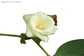 棉花