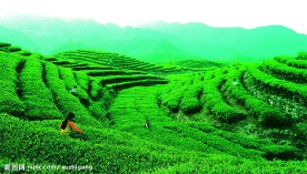 采茶图