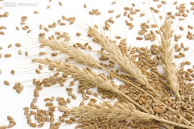 小麦