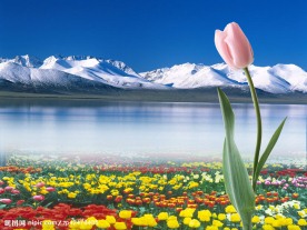 雪山 湖 花