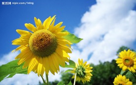 葵花