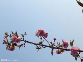 一枝花