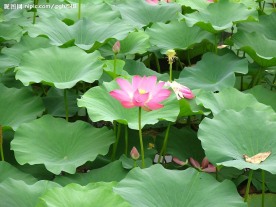 莲花出水
