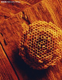 生物标本