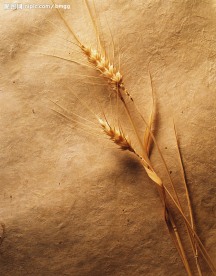 生物标本