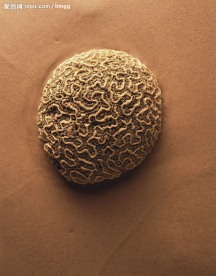 生物标本