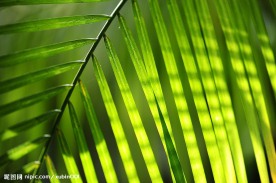 阳光下的芭蕉叶
