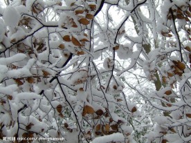 雪与松