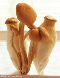 茶树菇鸡腿菇