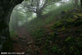 森林风景