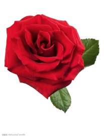 玫瑰花