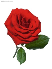玫瑰花