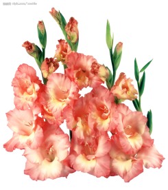 花卉图