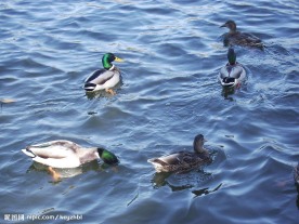 陶然亭公园的野鸭
