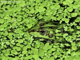 青蛙的保护色