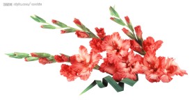 花卉